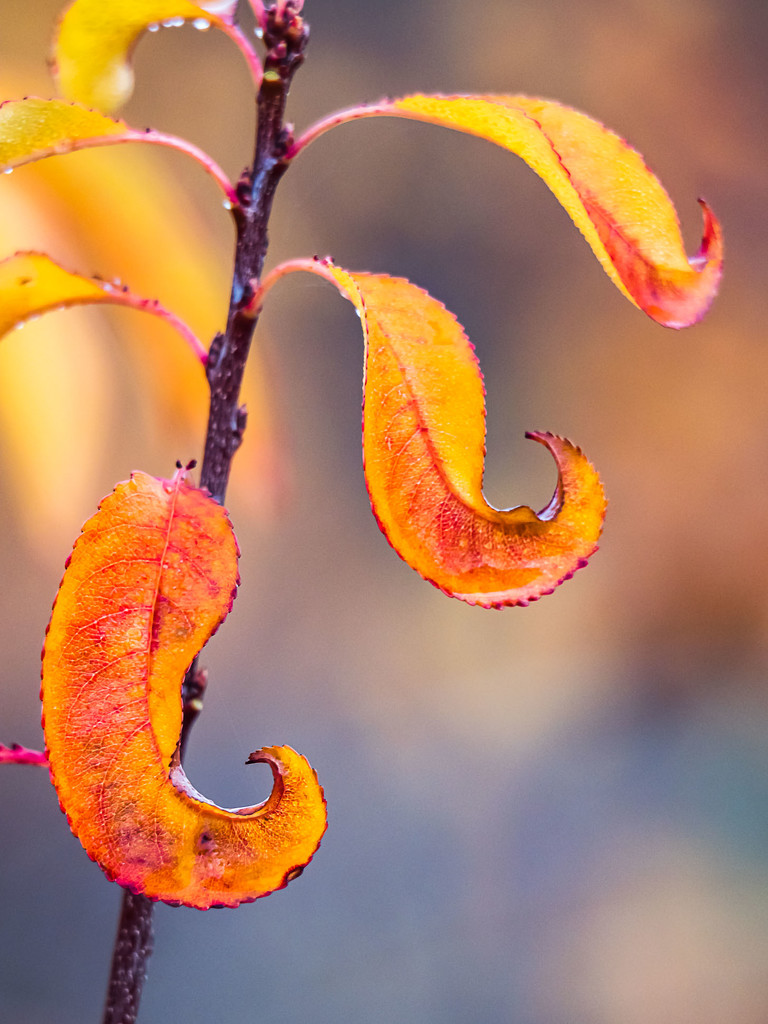 An autumn by haskar