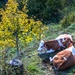 Can you hear the chimes of the Swiss cow bells? by pusspup