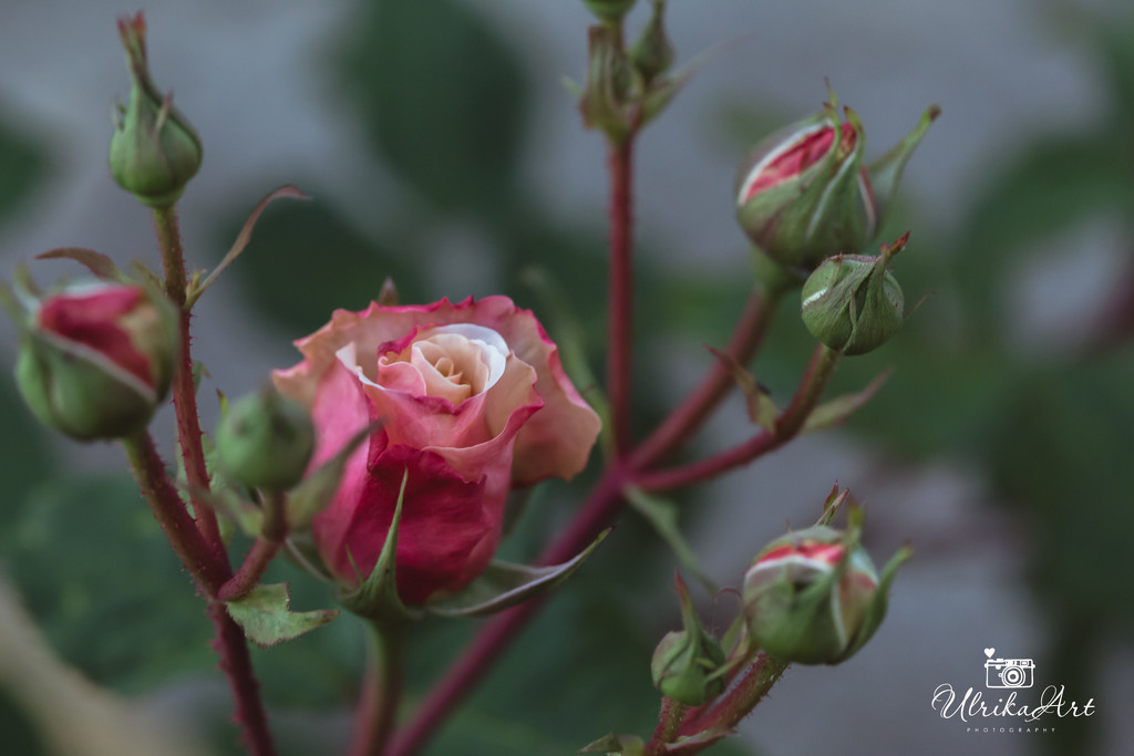 rose buds by ulla