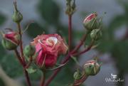 5th Nov 2018 - rose buds