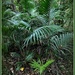 Young nikau by dide