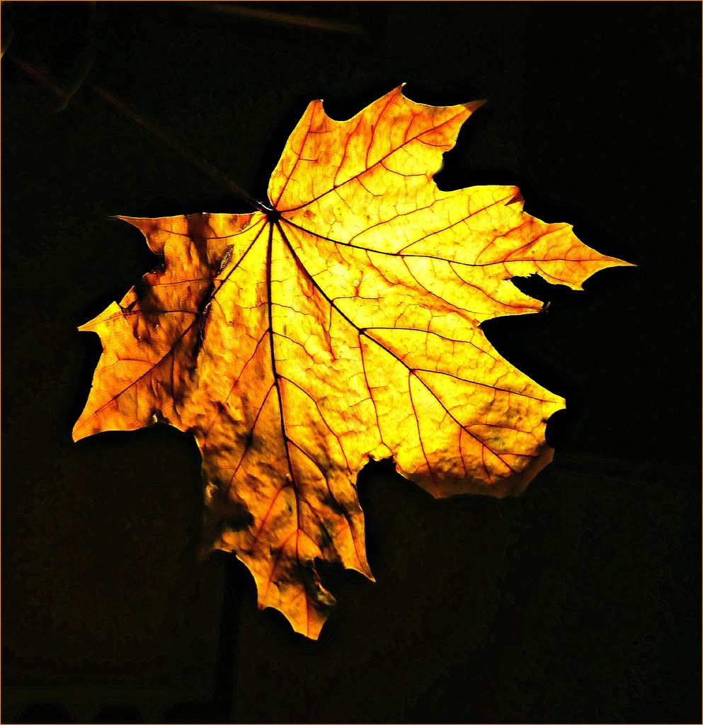 Autumn Gold. by wendyfrost