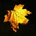 Autumn Gold. by wendyfrost