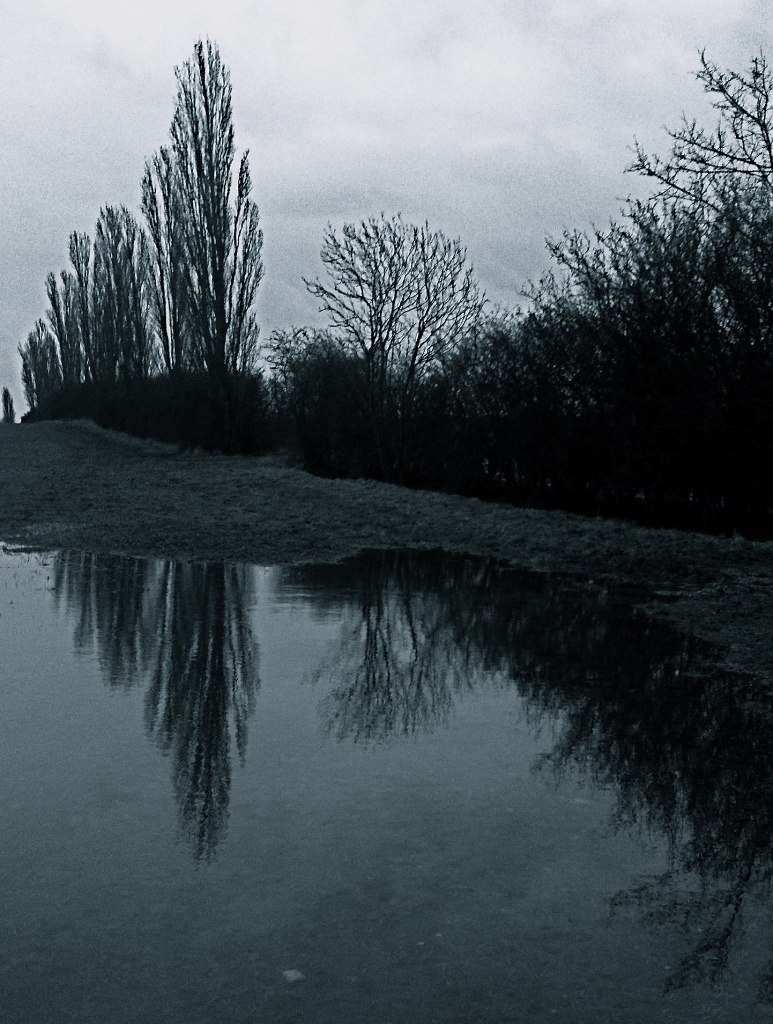 Poplars in a Puddle by helenmoss