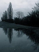 12th Feb 2010 - Poplars in a Puddle