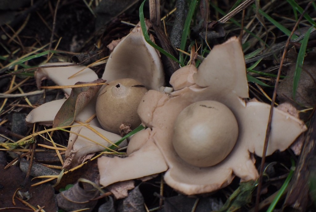 Mushrooms  - Geastrum floriforme or Flower Earthstar by jacqbb