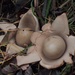 Mushrooms  - Geastrum floriforme or Flower Earthstar by jacqbb