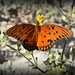 Butterfly in November  by calm