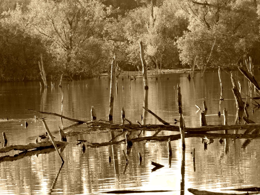  Sepia Watery Tree Graveyard by 365anne