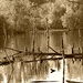  Sepia Watery Tree Graveyard by 365anne