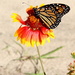 Monarch Migration by calm