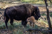 5th Nov 2018 - Baby Bison Moving Towards Mom's Udders 
