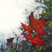 Autumn leaves by rumpelstiltskin