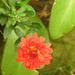 Little red flower by homeschoolmom