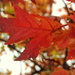 Red Leaves by homeschoolmom