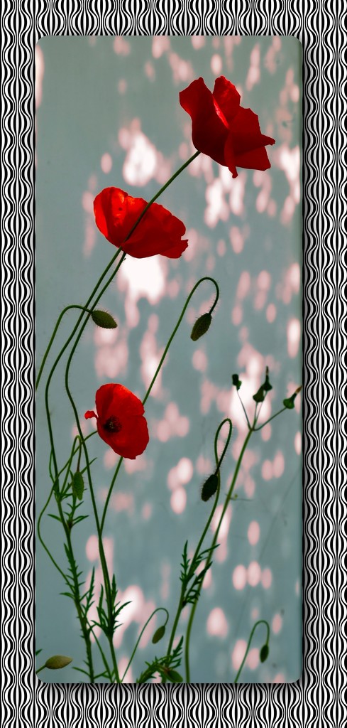 poppies by maggiemae