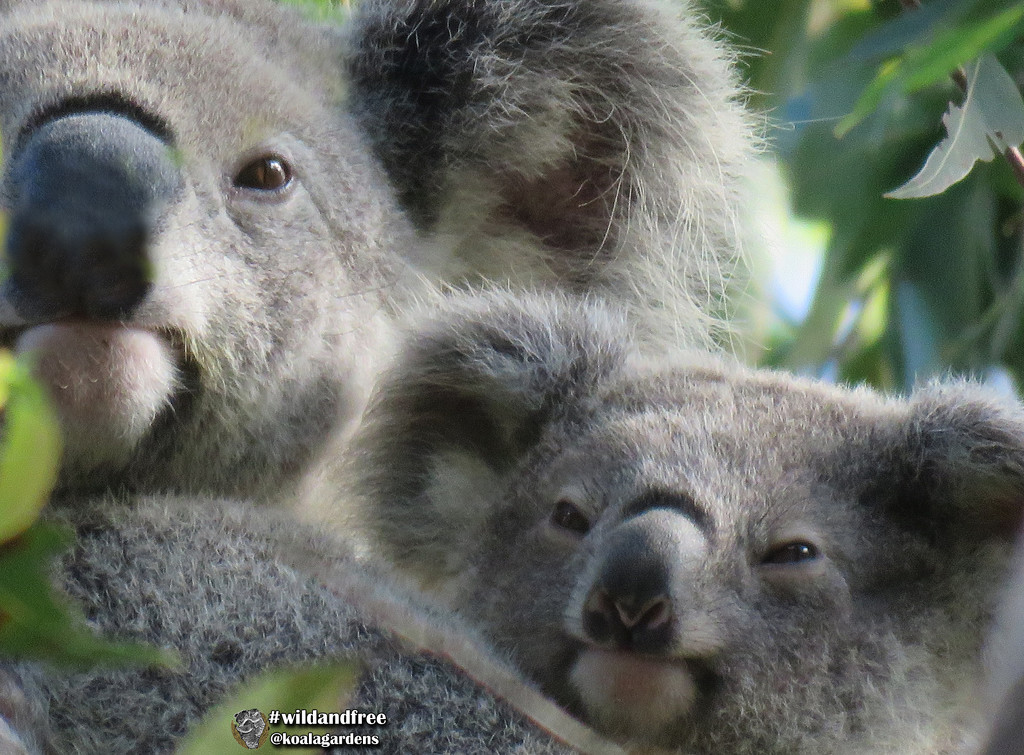 do I look like my mum? by koalagardens