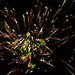 firework night 1 by ianmetcalfe