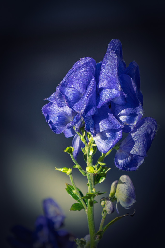 blue fall flower by jernst1779