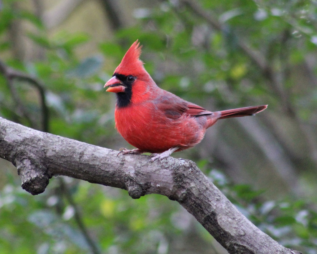Mr. Cardinal by cjwhite