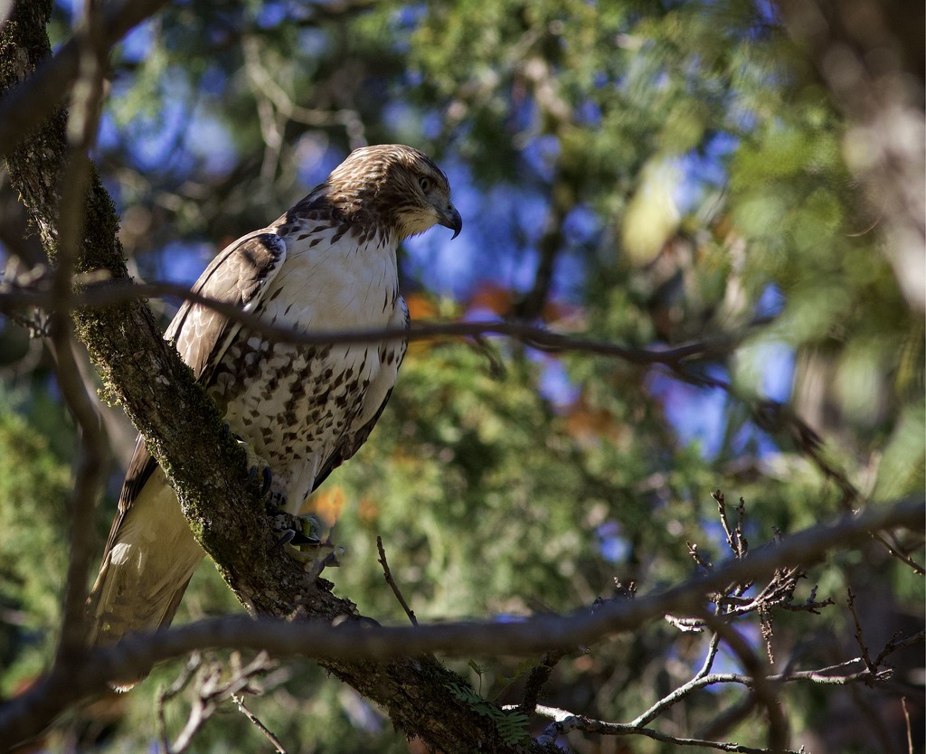 LHG_0189 Young Redtail by rontu