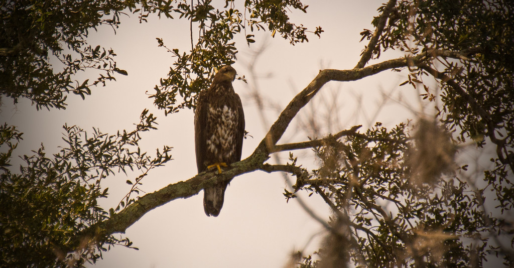 Young Bald Eagle! by rickster549