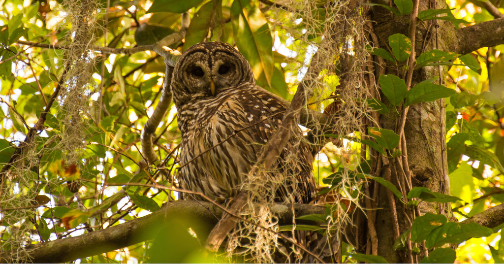 Barred Owl, Keeping an Eye on Me! by rickster549