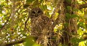 5th Nov 2018 - Barred Owl, Keeping an Eye on Me!
