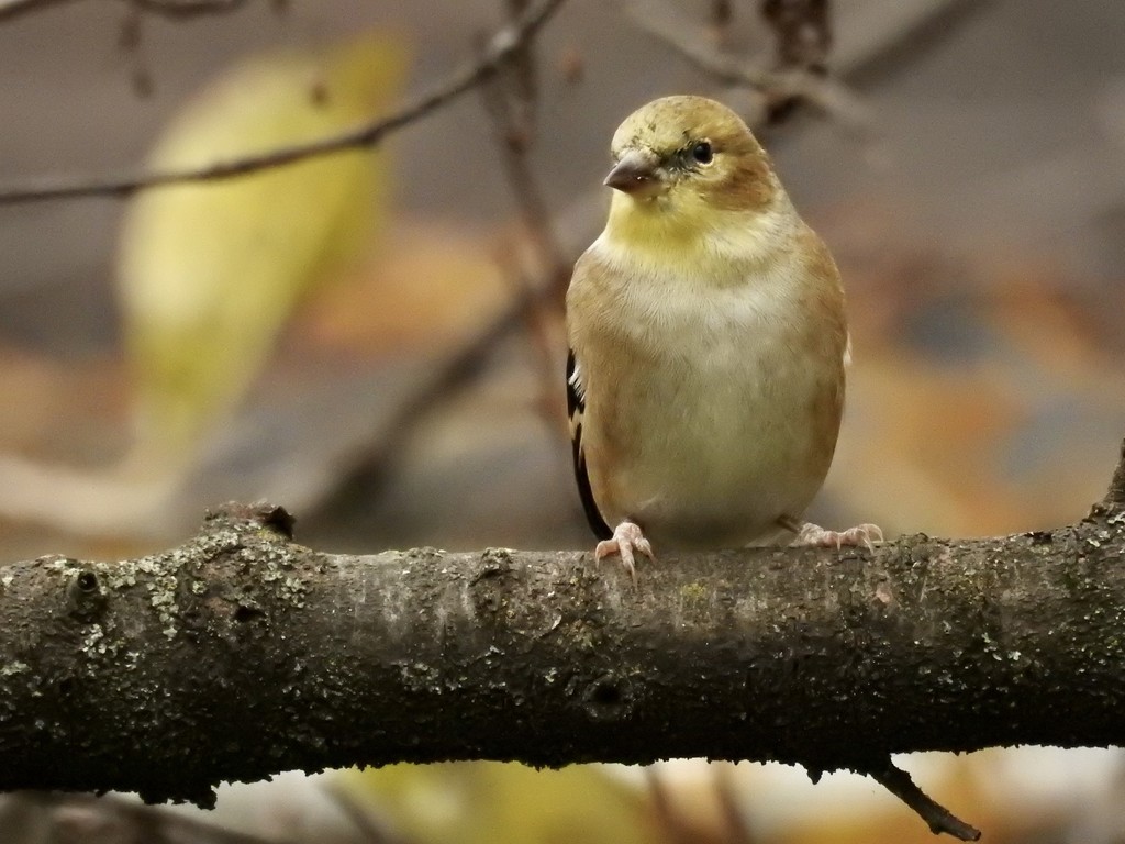 Goldfinch, afternoon light by amyk