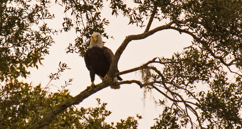 Adult Bald Eagle! by rickster549