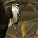 downy woodpecker  by amyk