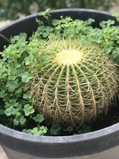 31st Jul 2017 - Cacti