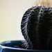 Cactus 2 by kgolab