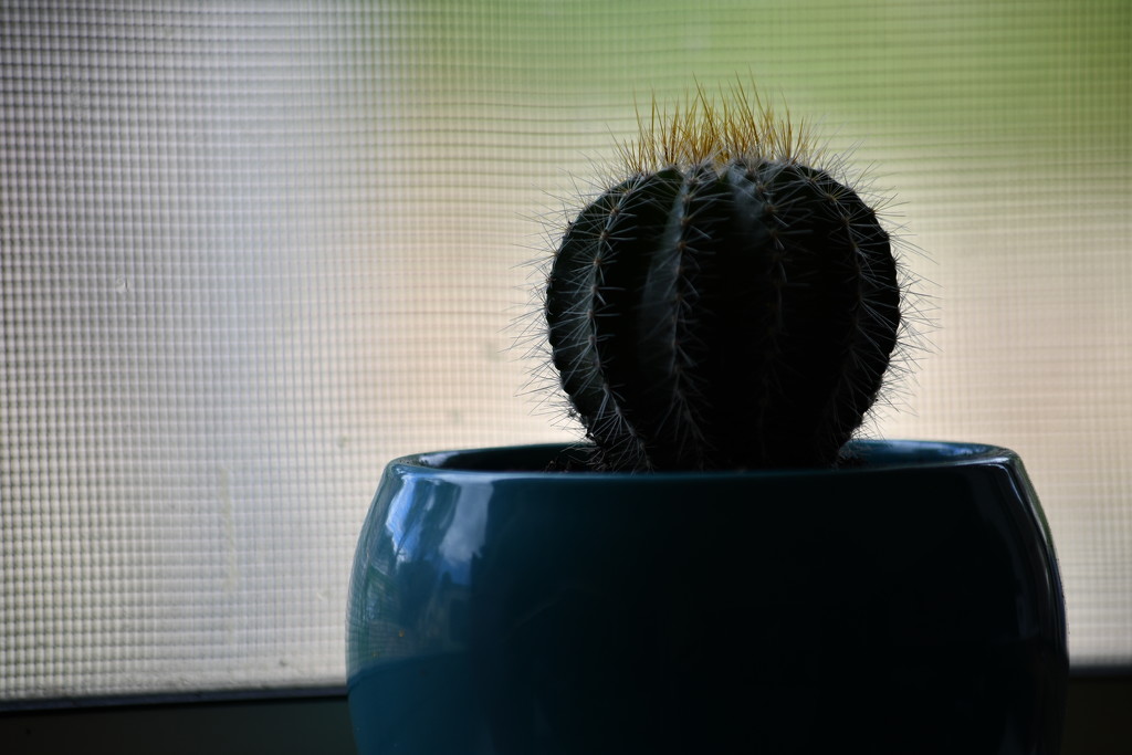 Cactus by kgolab