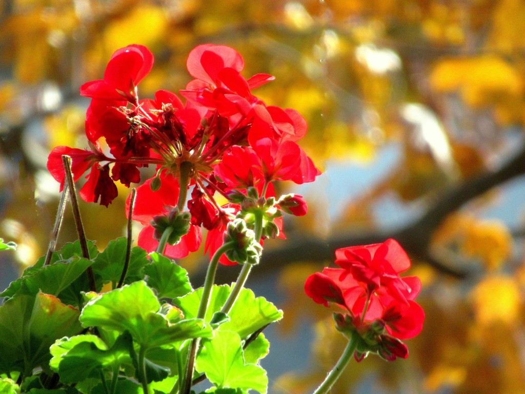 Our geraniums are still flowering by bruni