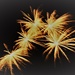 Abstract Fireworks  by phil_sandford