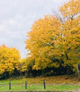 6th Nov 2018 - 1 Beautiful colours of autumn