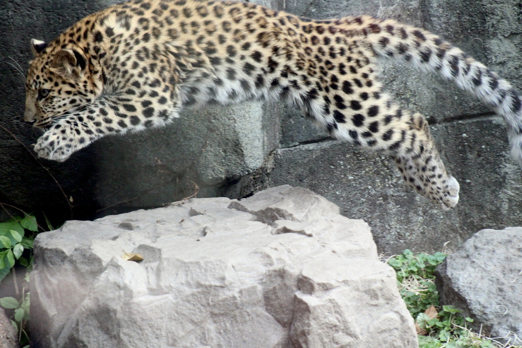 Jumping Leopard by randy23