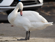 5th Nov 2018 - Windermere Swan
