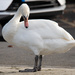 Windermere Swan by lumpiniman