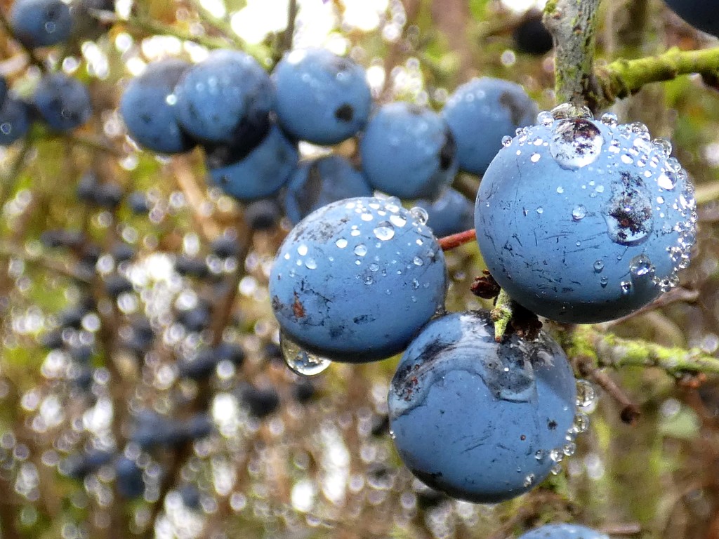 Sloes in the rain by julienne1