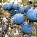 Sloes in the rain by julienne1