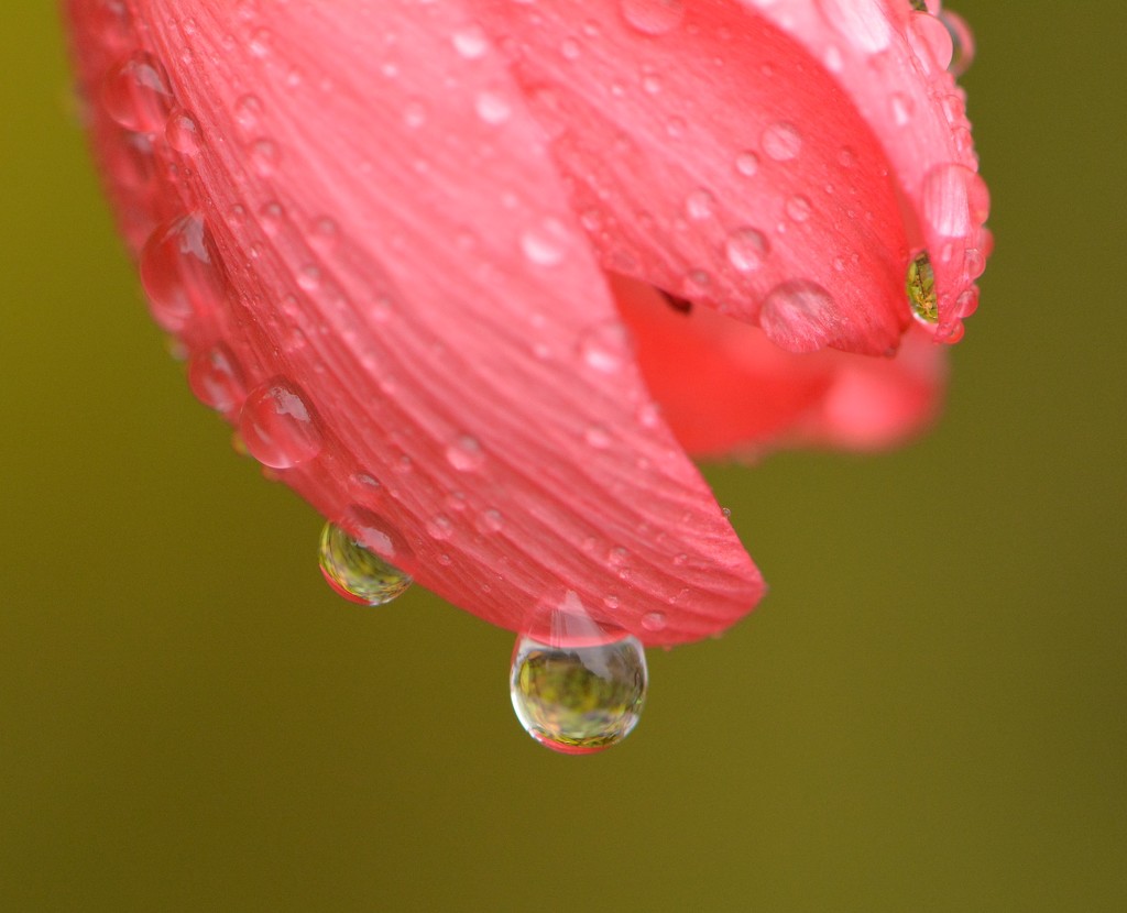 Raindrops...... by ziggy77