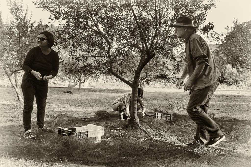 Picking the olives by laroque