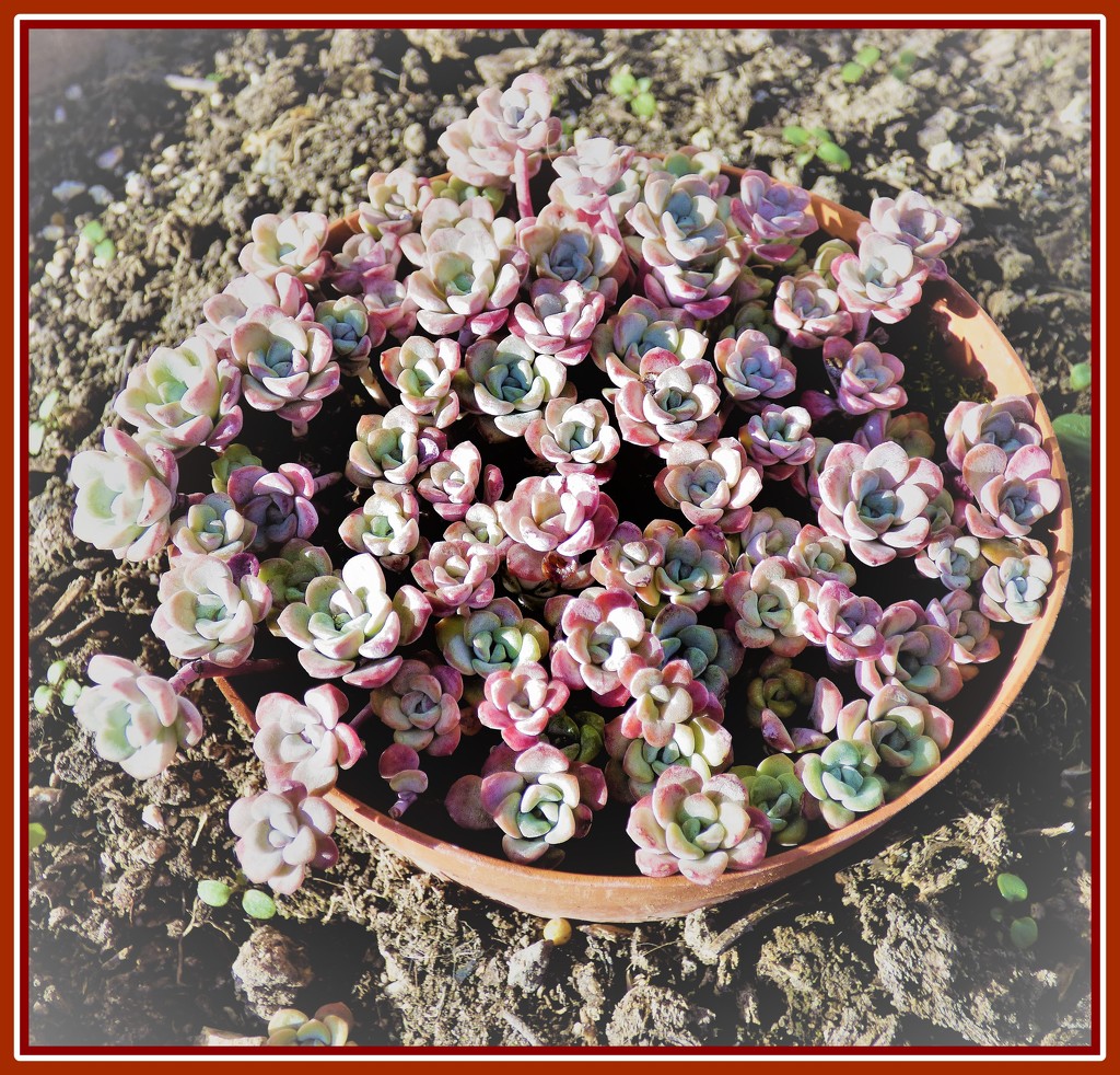 Succulents by beryl