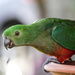 female King Parrot by hrs