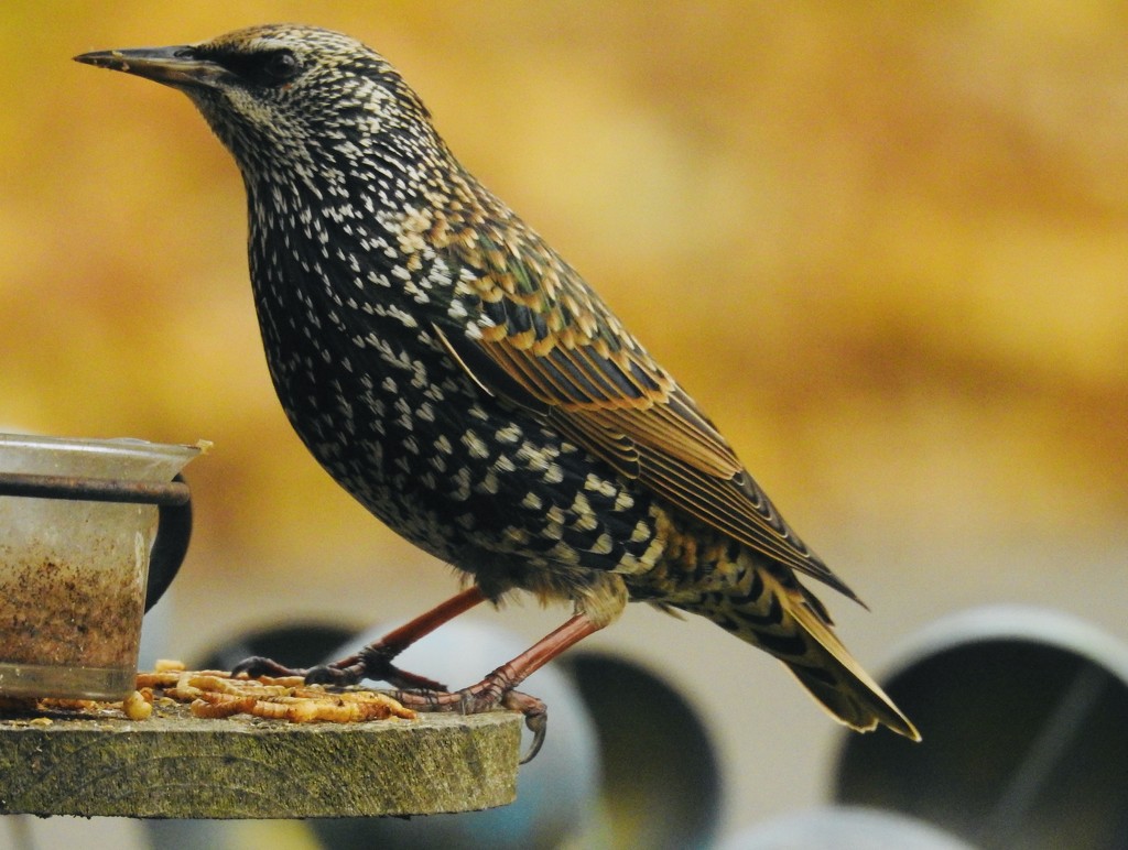 Starling snack time by amyk