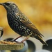 Starling snack time by amyk