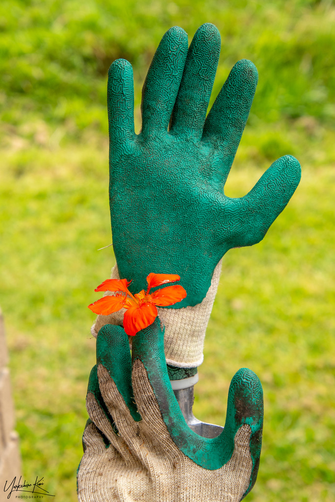 Gardening Gloves by yorkshirekiwi