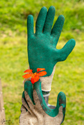 7th Nov 2018 - Gardening Gloves